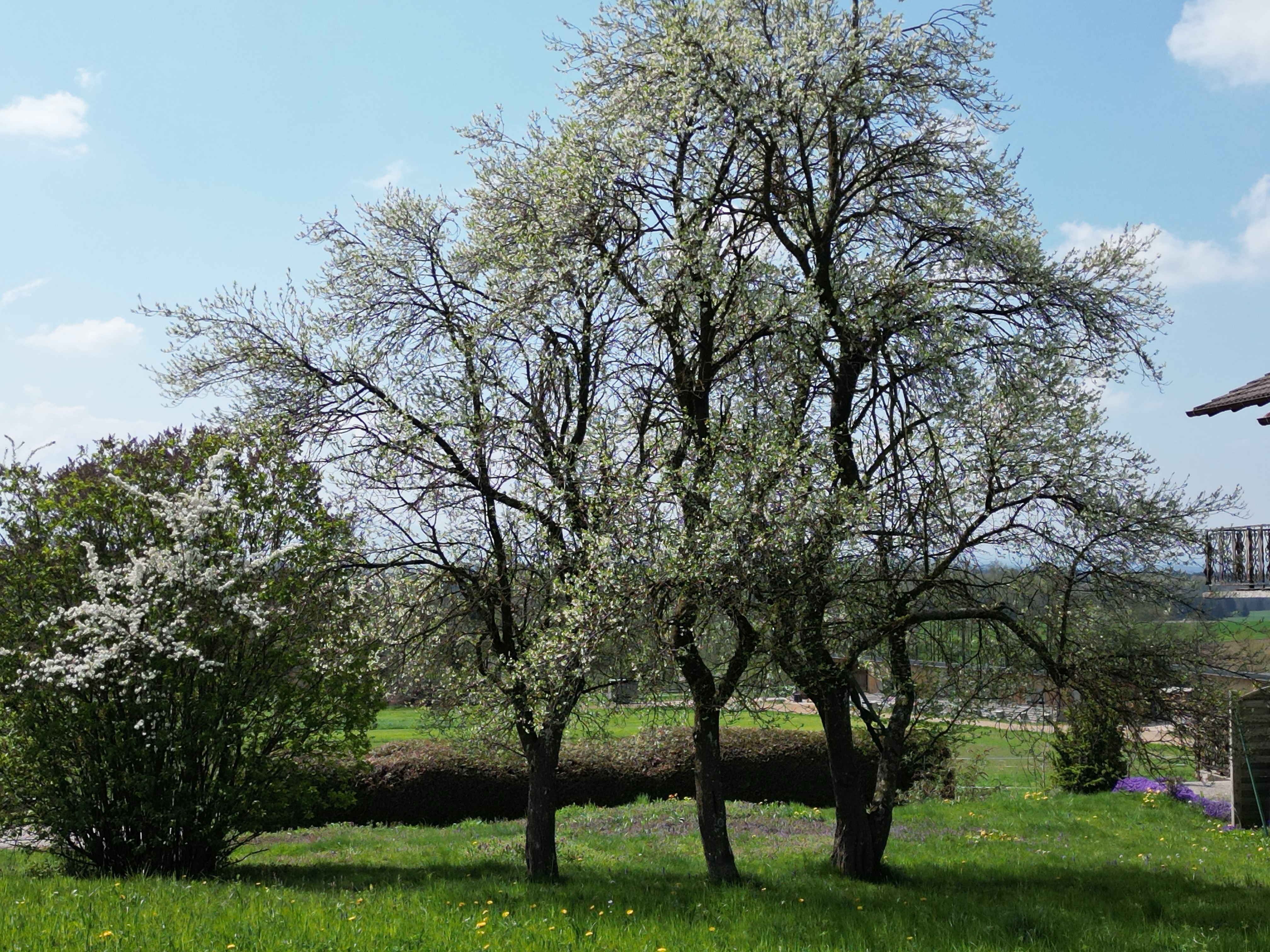 Attraktives Grundst�ck im Innviertel / N�he Mattighofen /  / 5143&nbsp;Feldkirchen bei Mattighofen / Bild 3