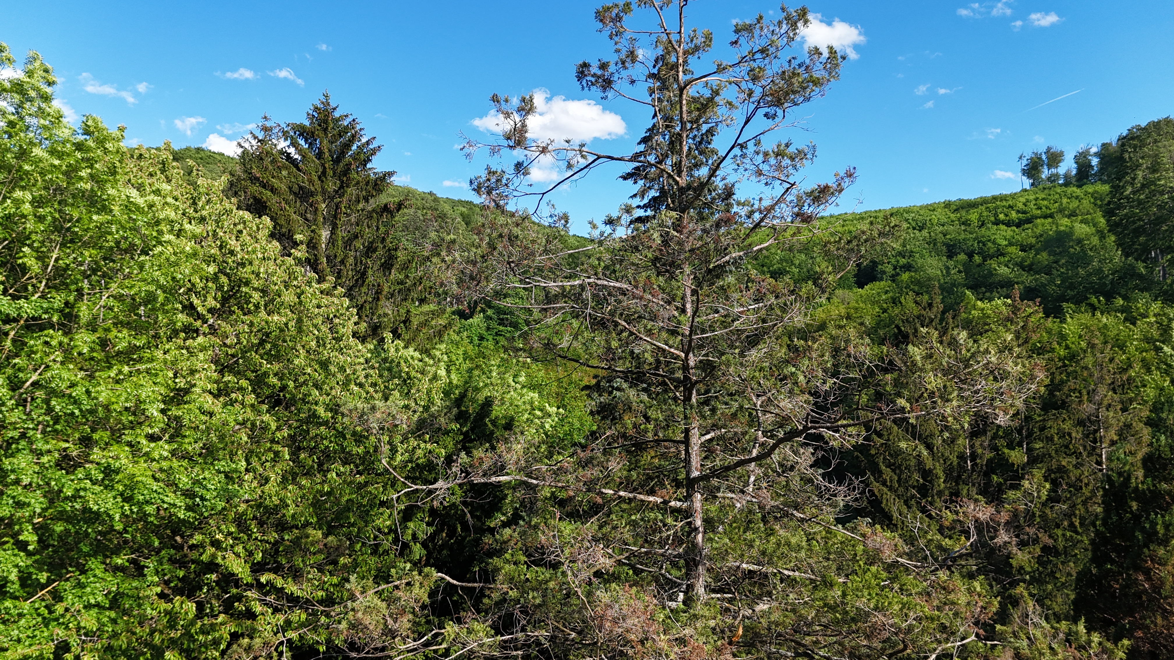Mitten im Gr�nen und trotzdem in Wien ? S�dseitiges Baugrundst�ck in idyllischer Waldrandlage